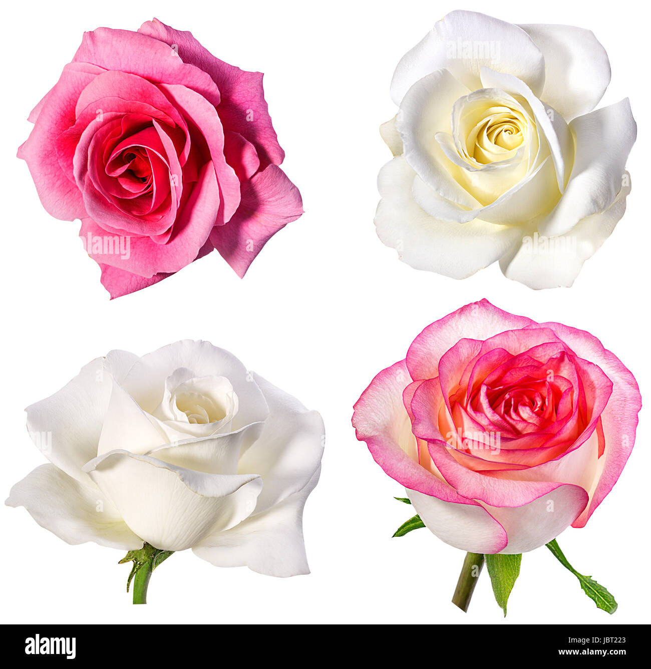 Collection de roses isolé sur fond blanc Banque D'Images