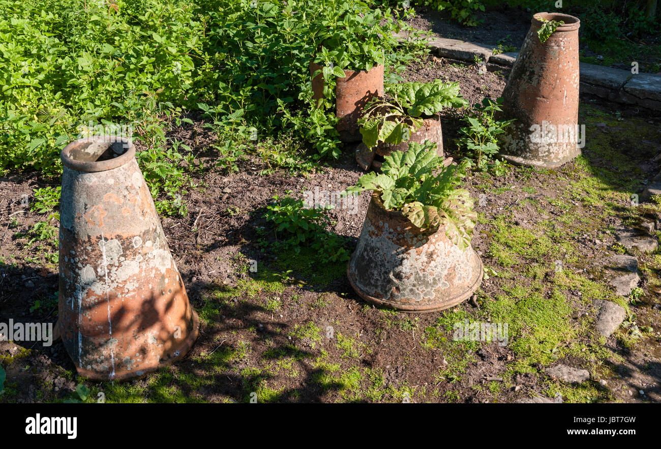 Sol en terre cuite traditionnel forcers de rhubarbe dans une vieille cuisine jardin, utilisé pour encourager la croissance des jeunes tiges blanchies et Banque D'Images