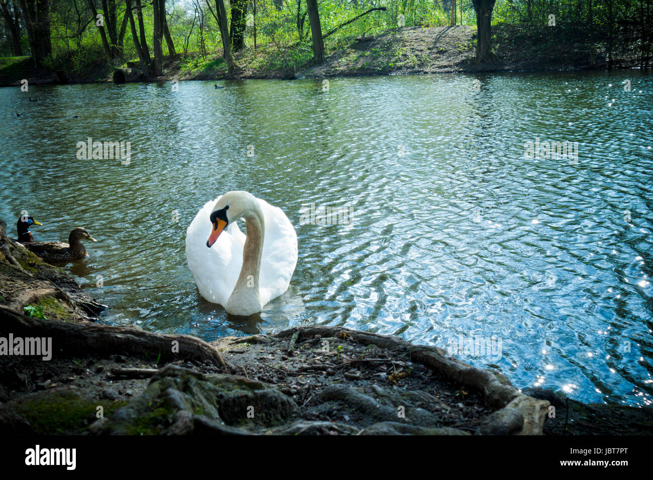 White cygne muet la natation dans une rivière Banque D'Images