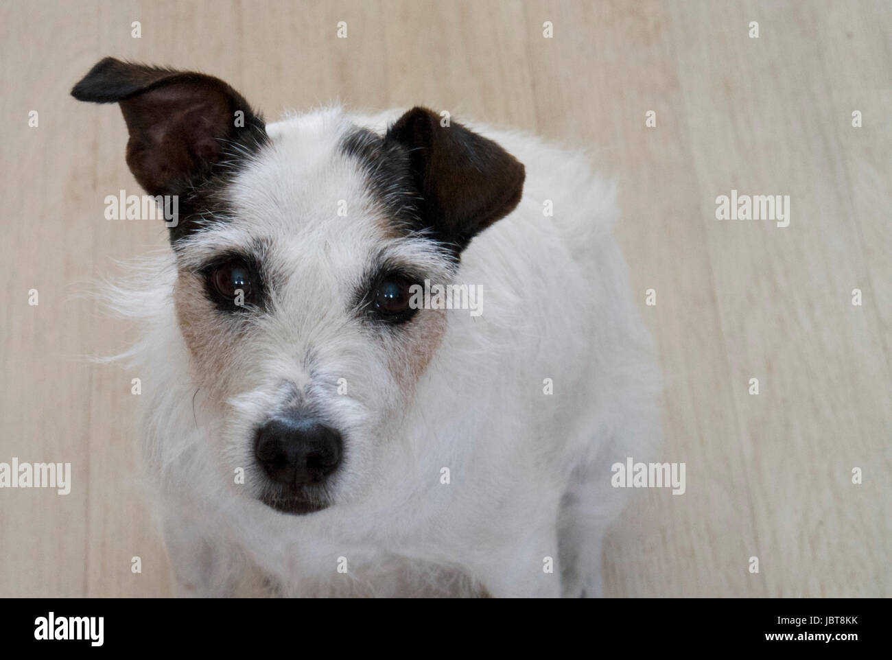 Parson Jack Russell Terrier Banque D'Images