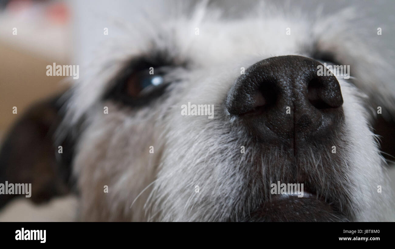 Parson Jack Russell Terrier Banque D'Images