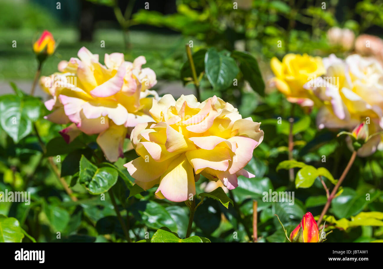 Rose jaune ou orange au début de l'été en croissance au Royaume-Uni. Banque D'Images
