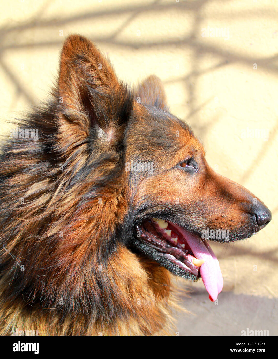 Berger allemand noir et feu tête de chien en mode portrait Photo Stock Alamy