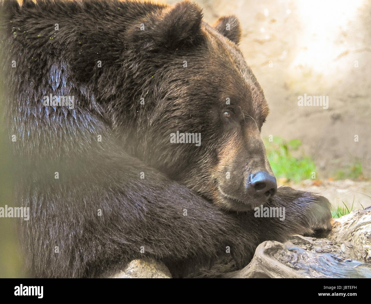 Katschatkabär ruht, Ursus arctos beringianus / ours du Kamtchatka le repos, l'Ursus arctos beringianus Banque D'Images