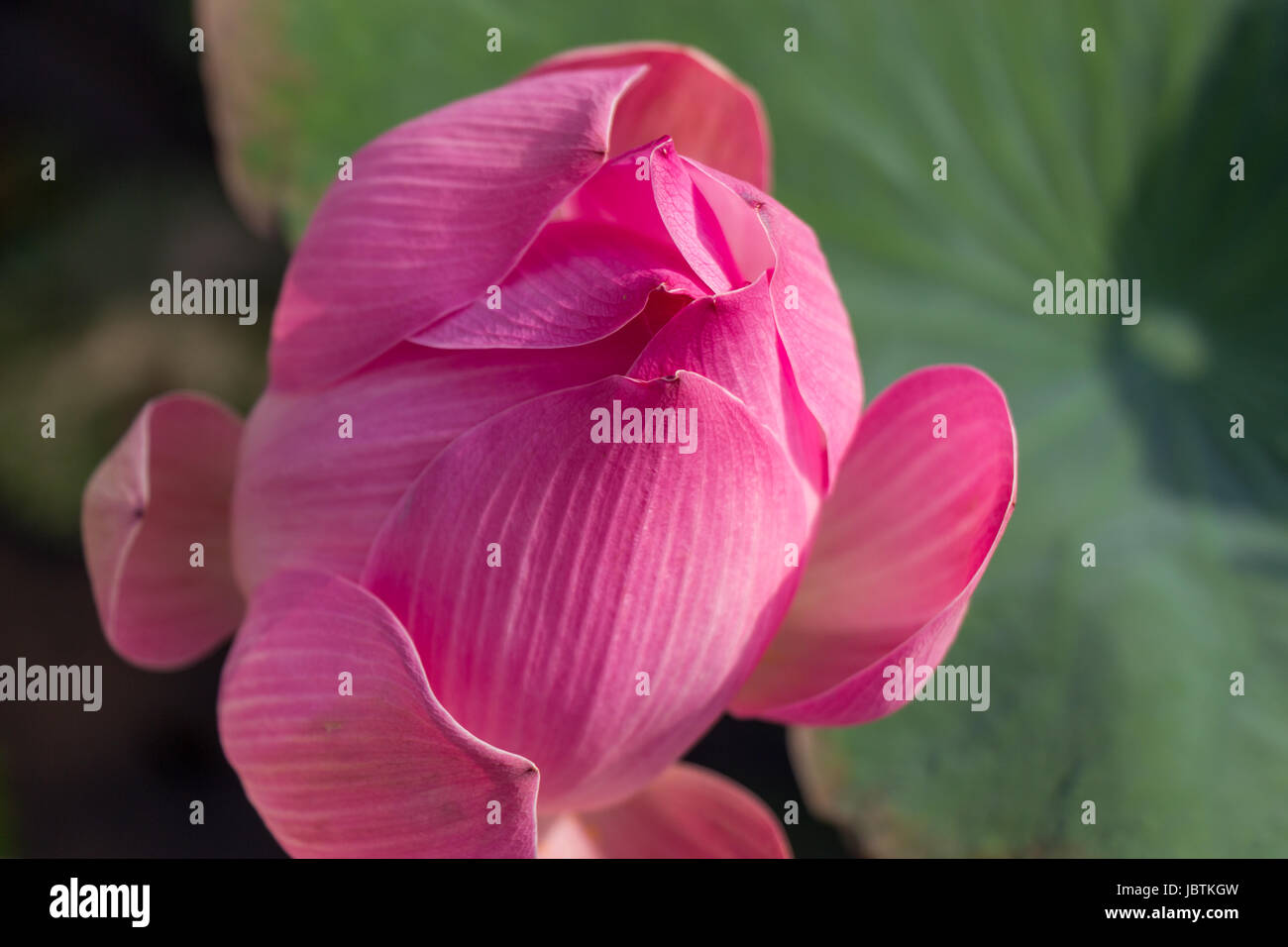 Lilie Seerose mit einer grosse Knospe Zierpflanze im Sommer im Freien Banque D'Images