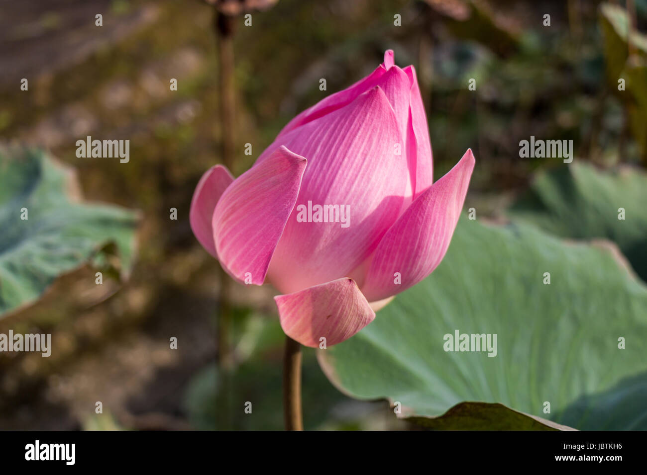 Lilie Seerose mit einer grosse Knospe Zierpflanze im Sommer im Freien Banque D'Images