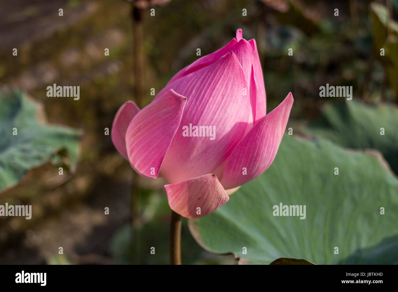 Lilie Seerose mit einer grosse Knospe Zierpflanze im Sommer im Freien Banque D'Images