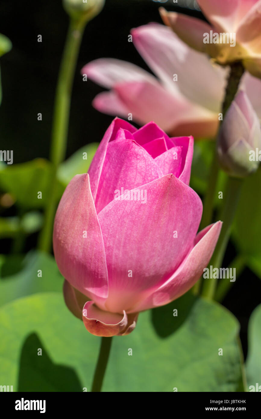 Schöne Seerosenblüte Wasserlilie einem als Nahaufnahme Seerosenteich Banque D'Images