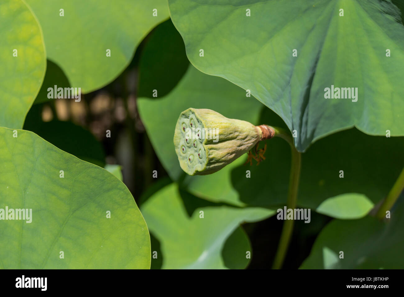 Schöne Seerosenblüte Wasserlilie einem als Nahaufnahme Seerosenteich Banque D'Images