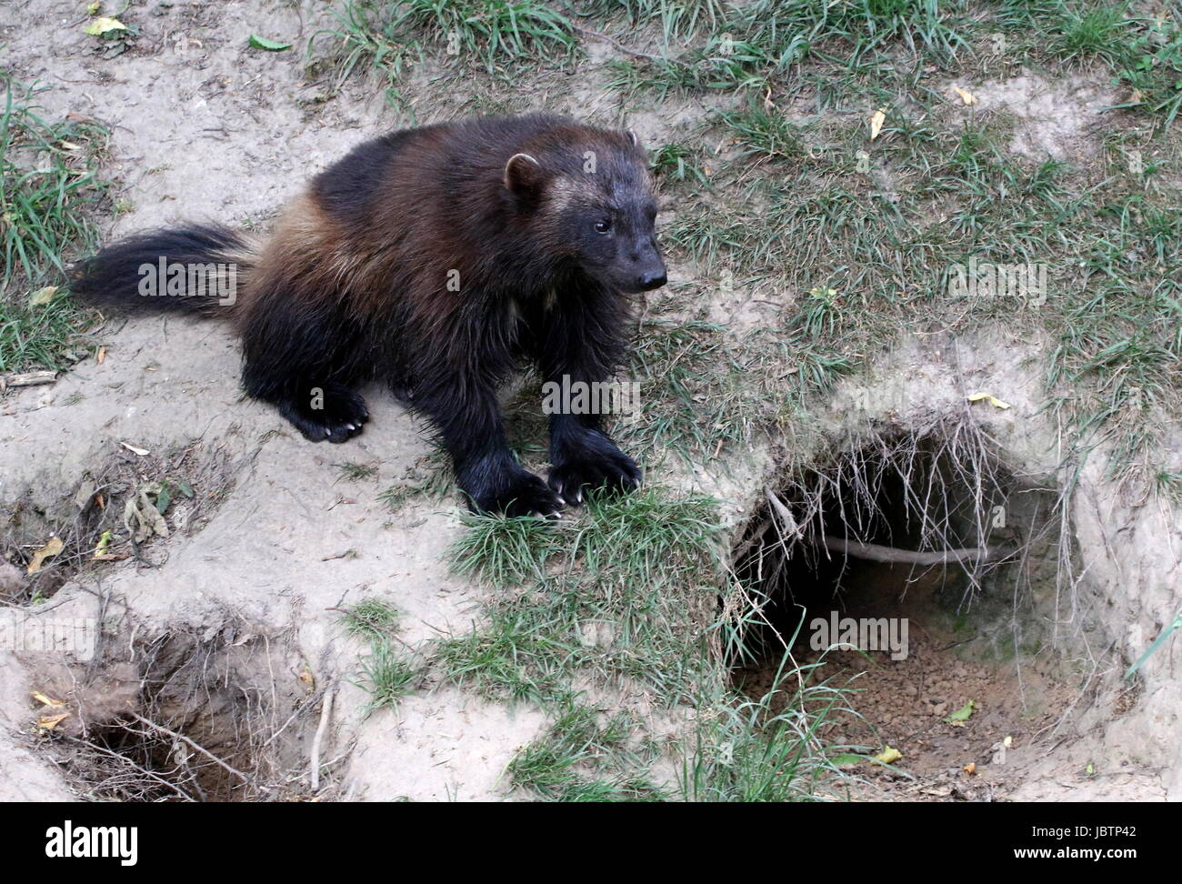 Glouton Wolverine Gulo Gulo Animal Banque D Image Et Photos Alamy