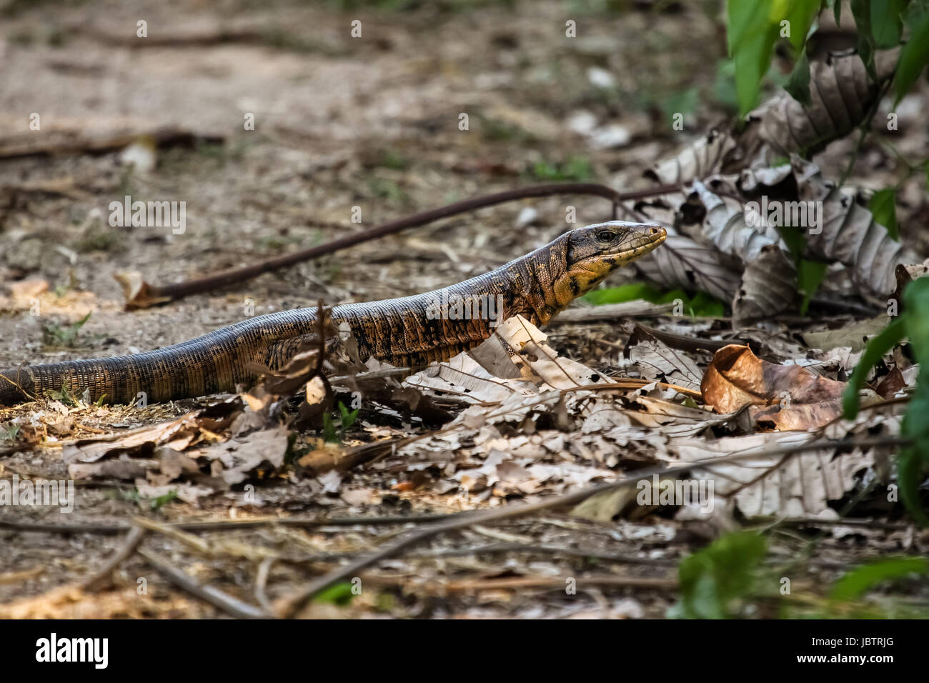 Beau lézard dans itsnatural habitat, Pantanal, Brésil Banque D'Images
