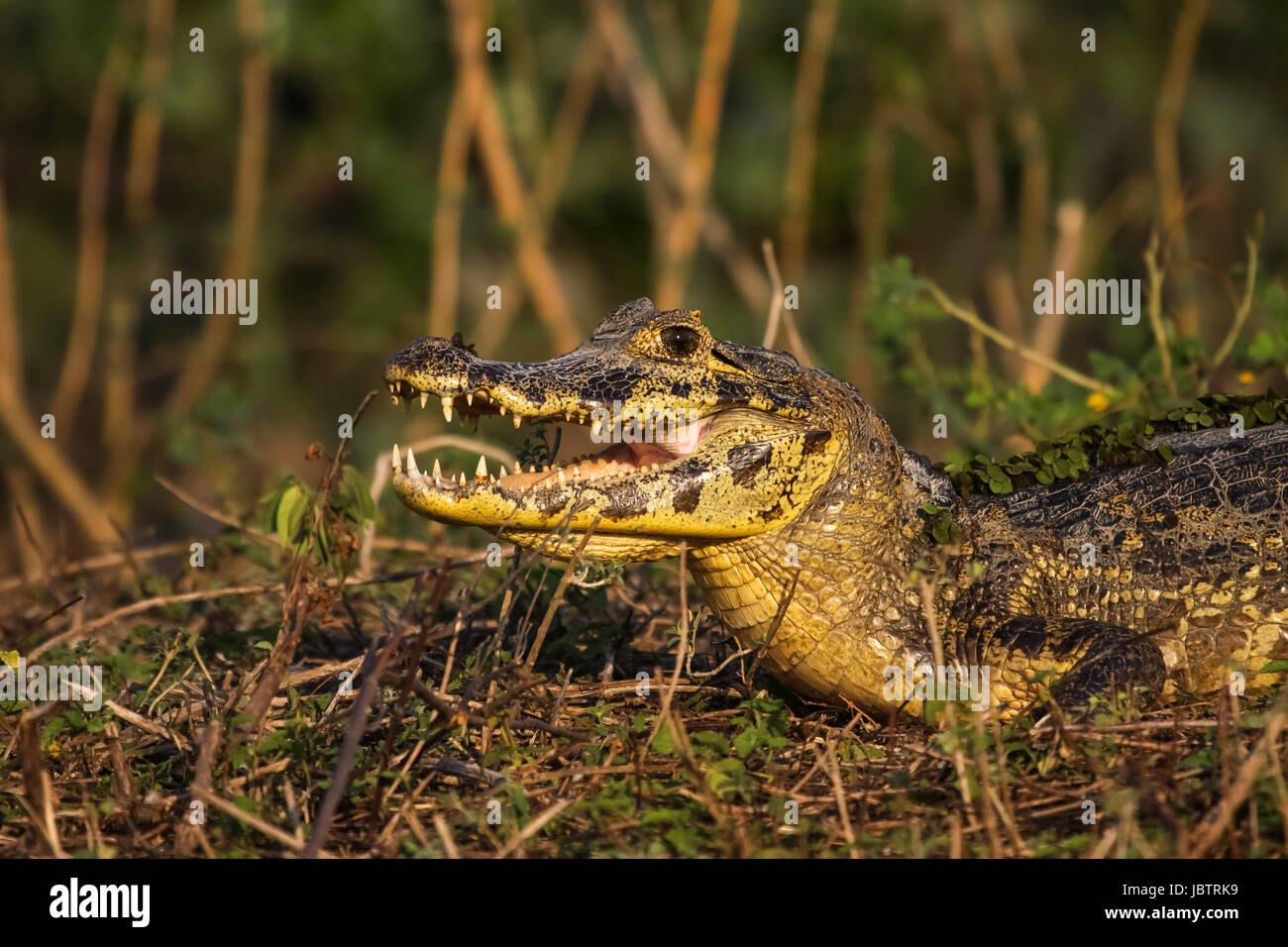 Caiman noir refroidissement avec la bouche ouverte, face, Pantanal, Brésil Banque D'Images