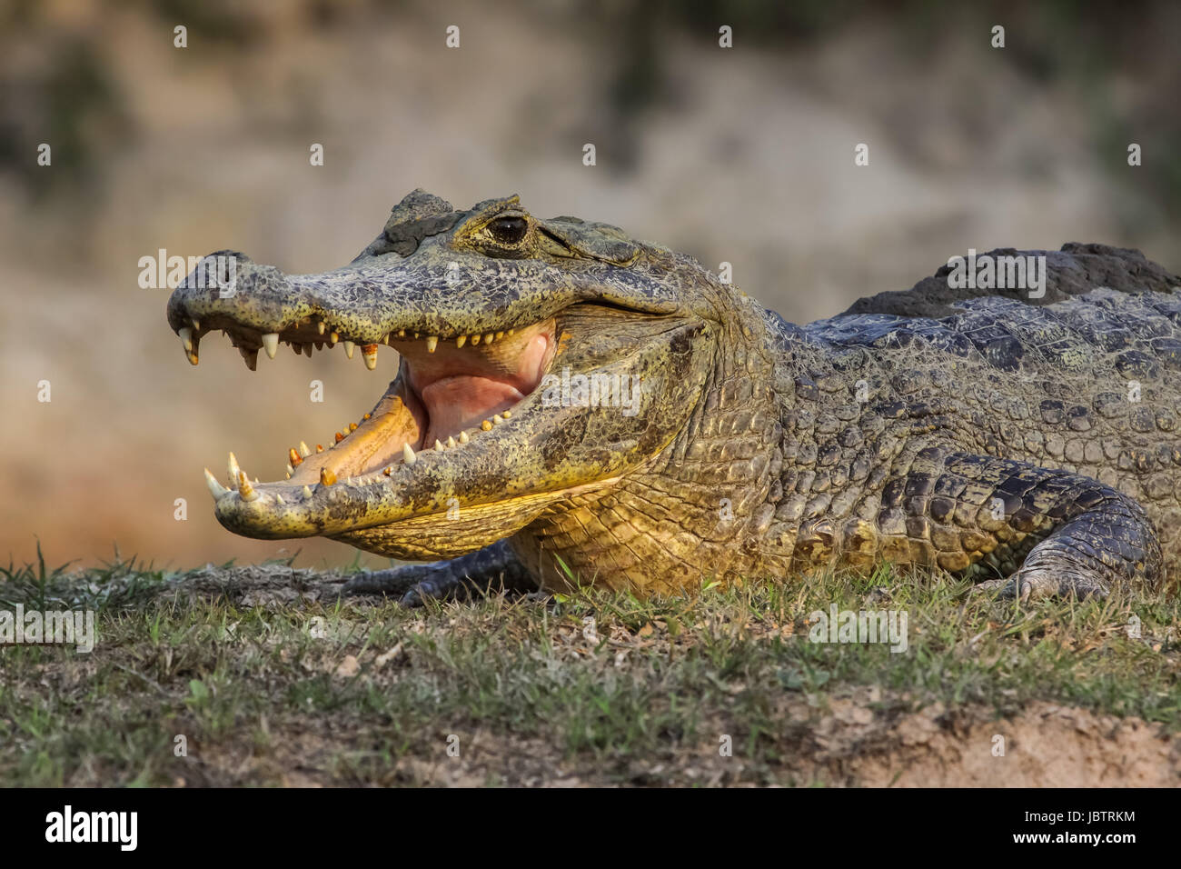 Caiman noir refroidissement avec la bouche ouverte, face, Pantanal, Brésil Banque D'Images
