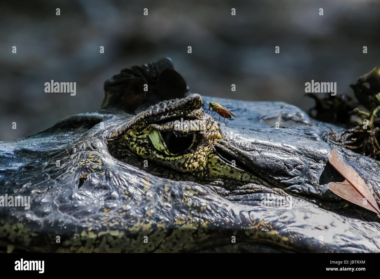 Close up d'un caïman noir, Pantanal, Brésil Banque D'Images