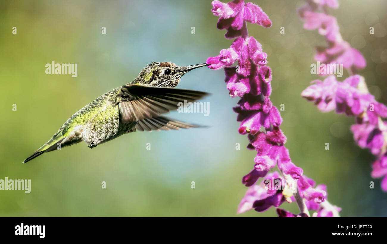 Anna's Hummingbird en vol, fleurs violettes, image en couleur, le jour Banque D'Images