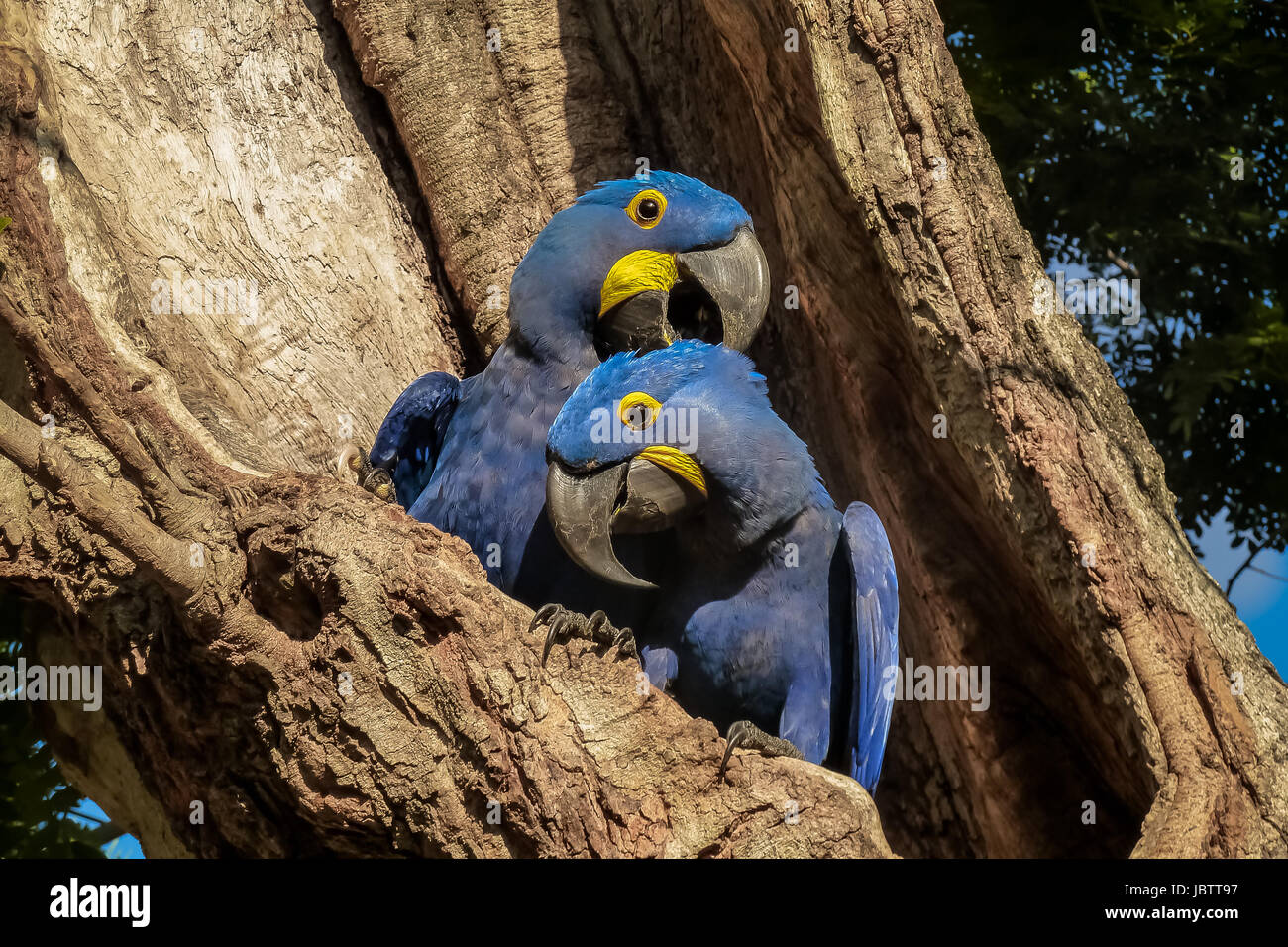 Portrait d'aras Hyacinthe blottis ensemble dans un trou d'arbre, Pantanal, Brésil Banque D'Images