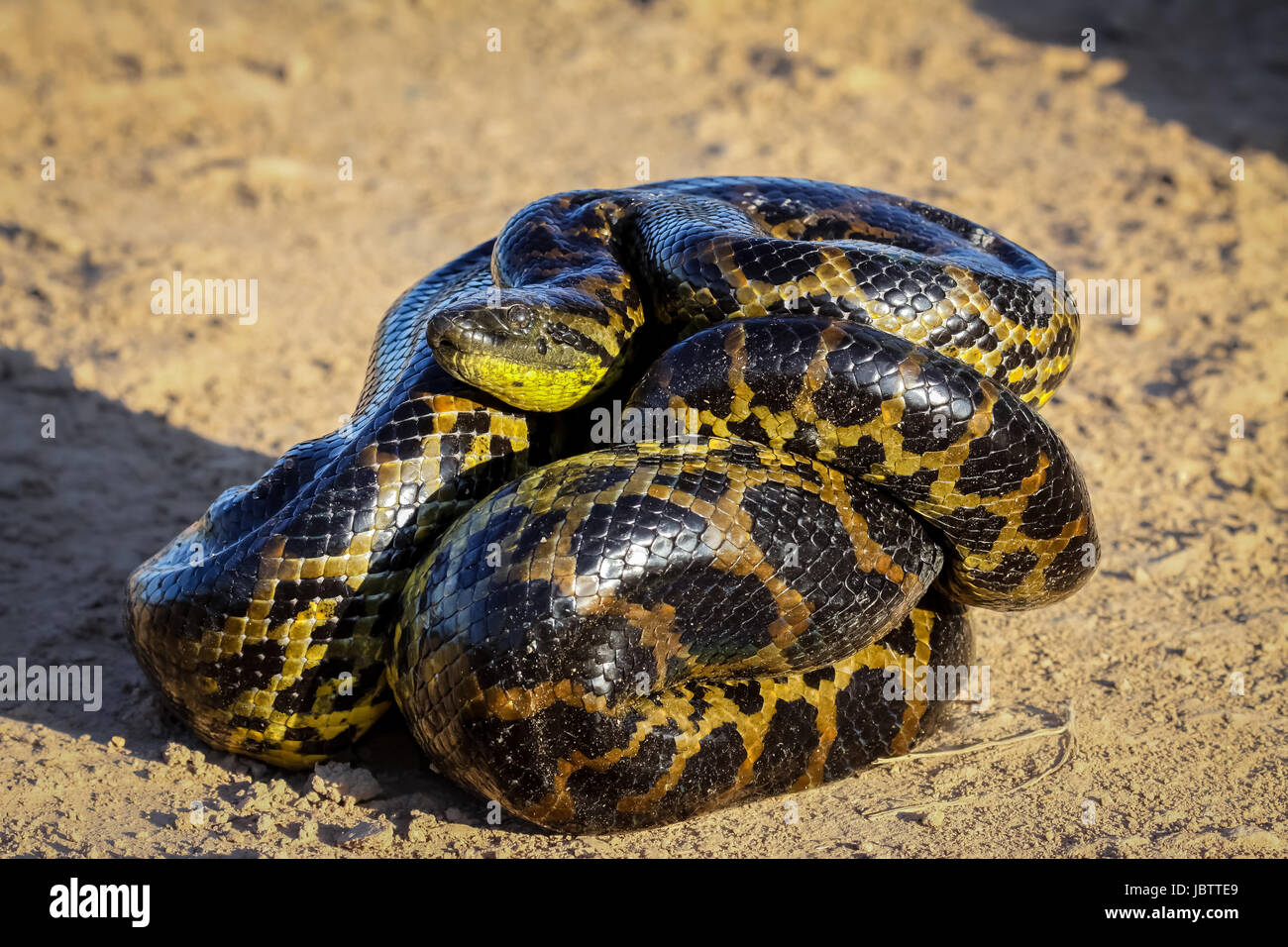 Close up of young anaconda jaune portant sur le terrain, Pantanal, Brésil Banque D'Images