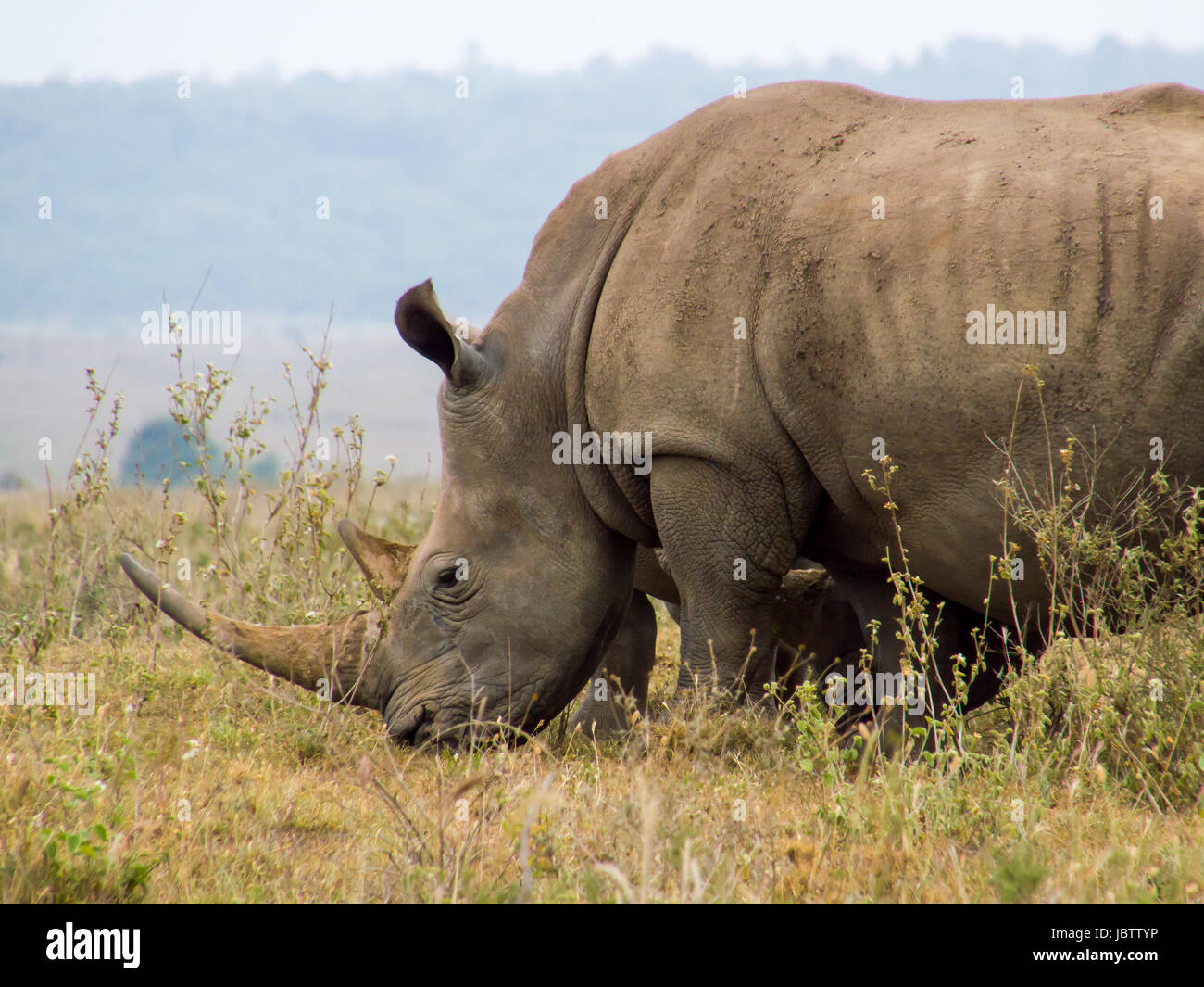 Le pâturage de rhinocéros dans le Parc National de Nairobi Banque D'Images