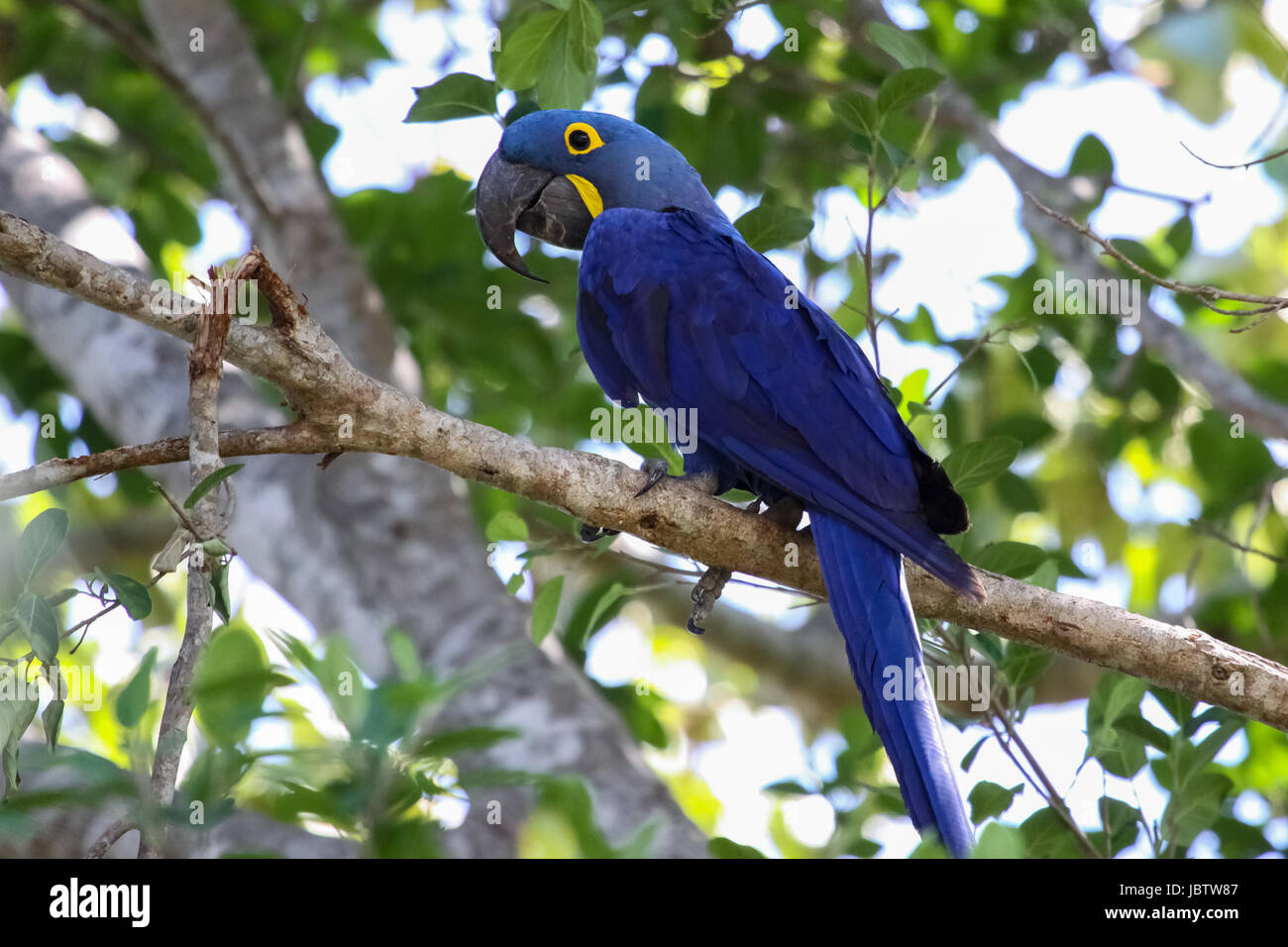 Hyacinth macaw assis sur une branche, Pantanal, Brésil Banque D'Images