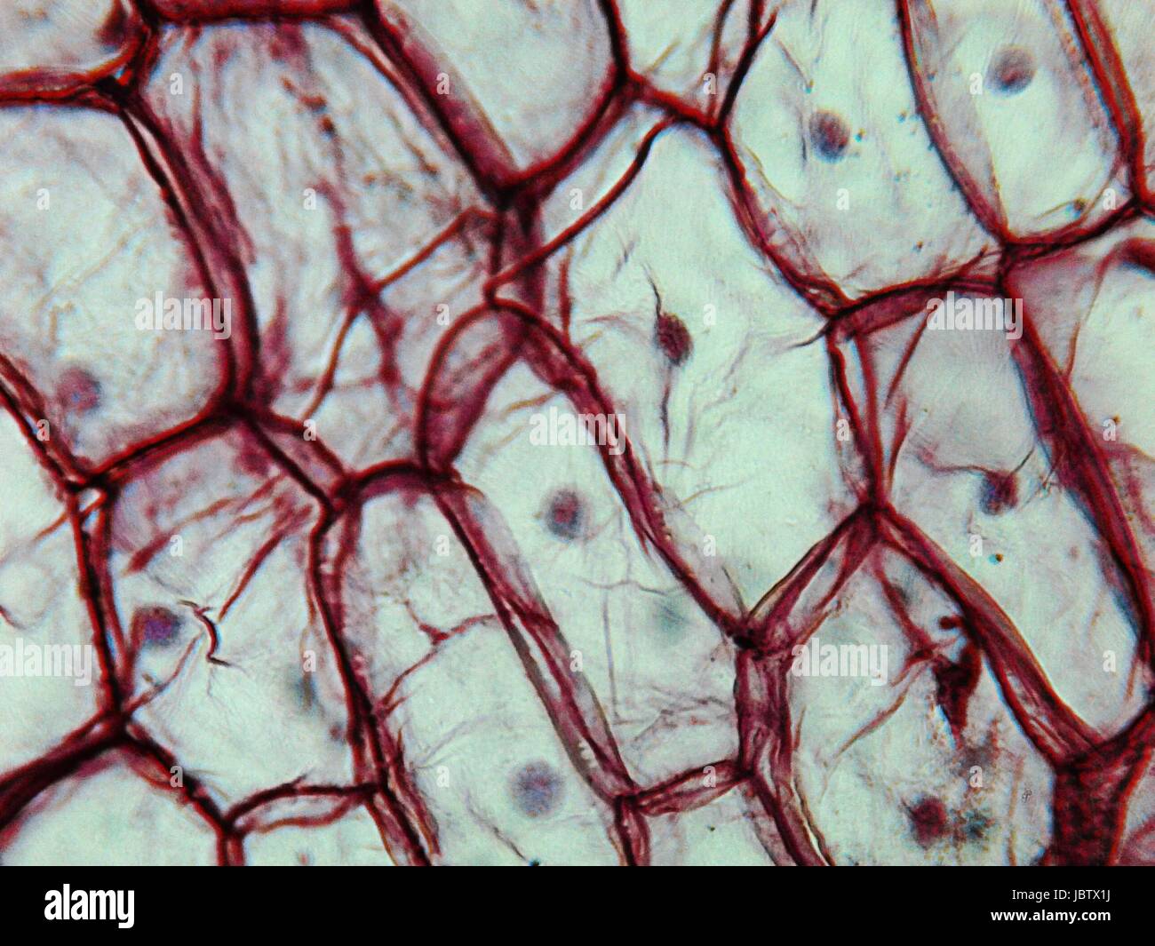 Photomicrographie de lumière un oignon epidermus vu à travers un microscope de cellules Banque D'Images