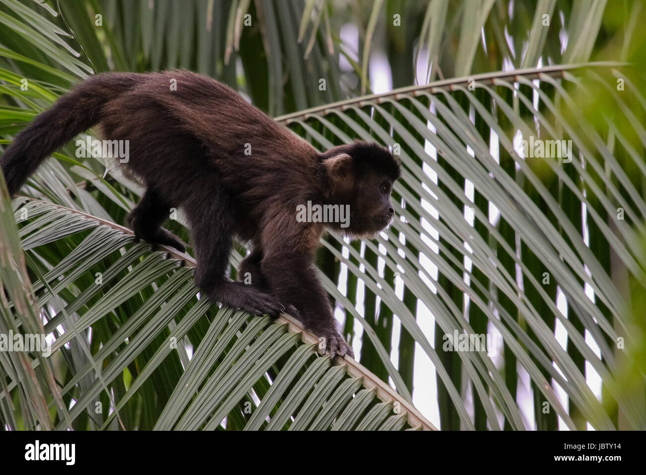 Capucin brun grimpant sur une feuille d'un palmier, forêt atlantique, Itatiaia, Brésil Banque D'Images