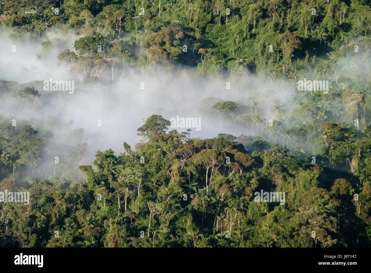 Plus de brume matinale, la forêt atlantique du Brésil, d'Itatiaia Banque D'Images