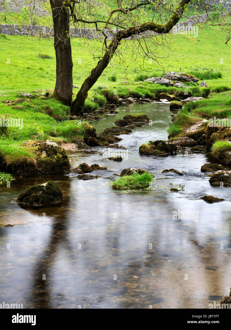 Arbre par Malham Beck près de Malham North Yorkshire Angleterre Banque D'Images