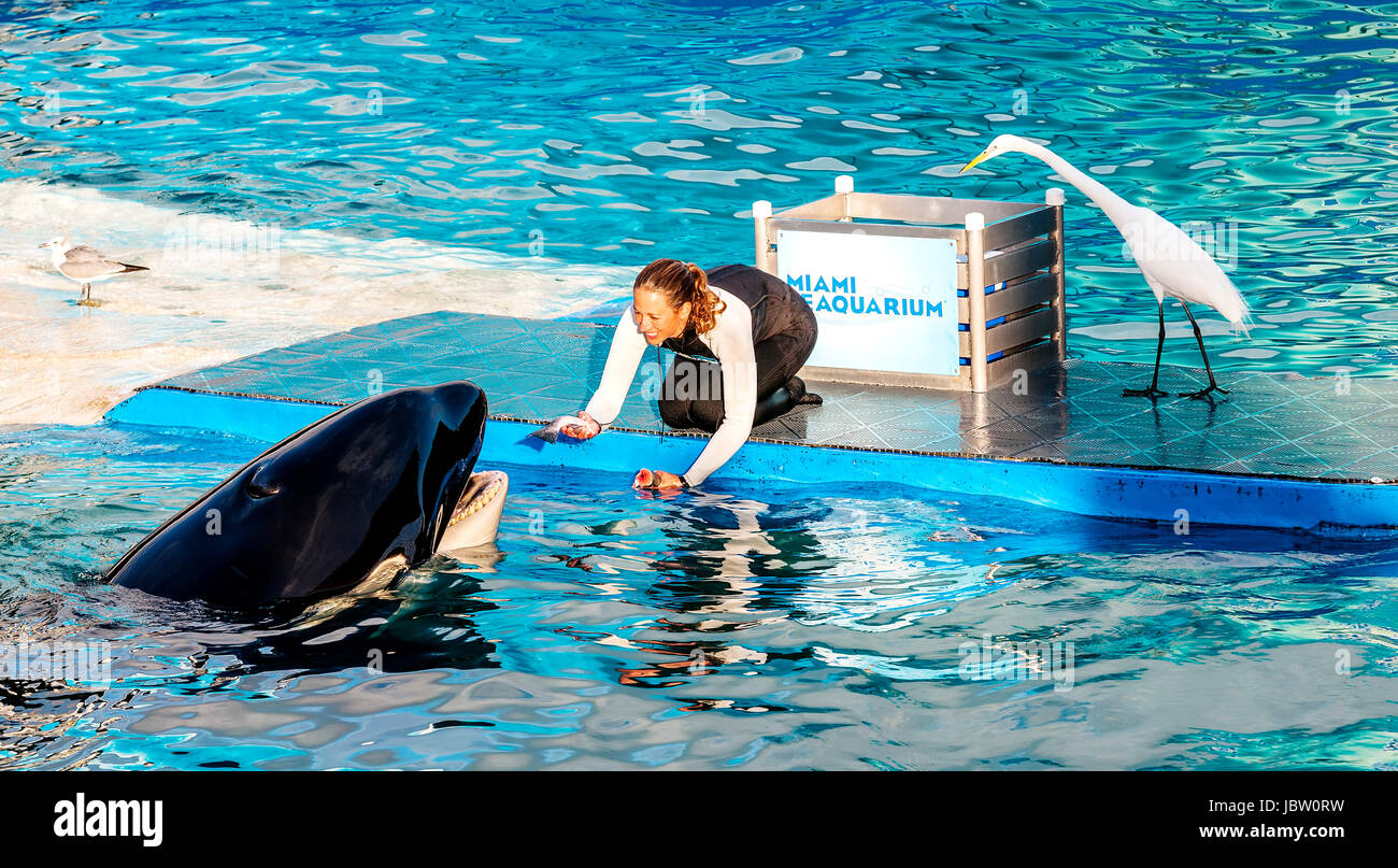 MIAMI, États-Unis - janvier 24,2014 : Lolita,l'orque au Miami Seaquarium.fondée en 1955,la plus ancienne dans l'océanarium United States,l'établissement reçoit plus de 500 000 visiteurs par an Banque D'Images