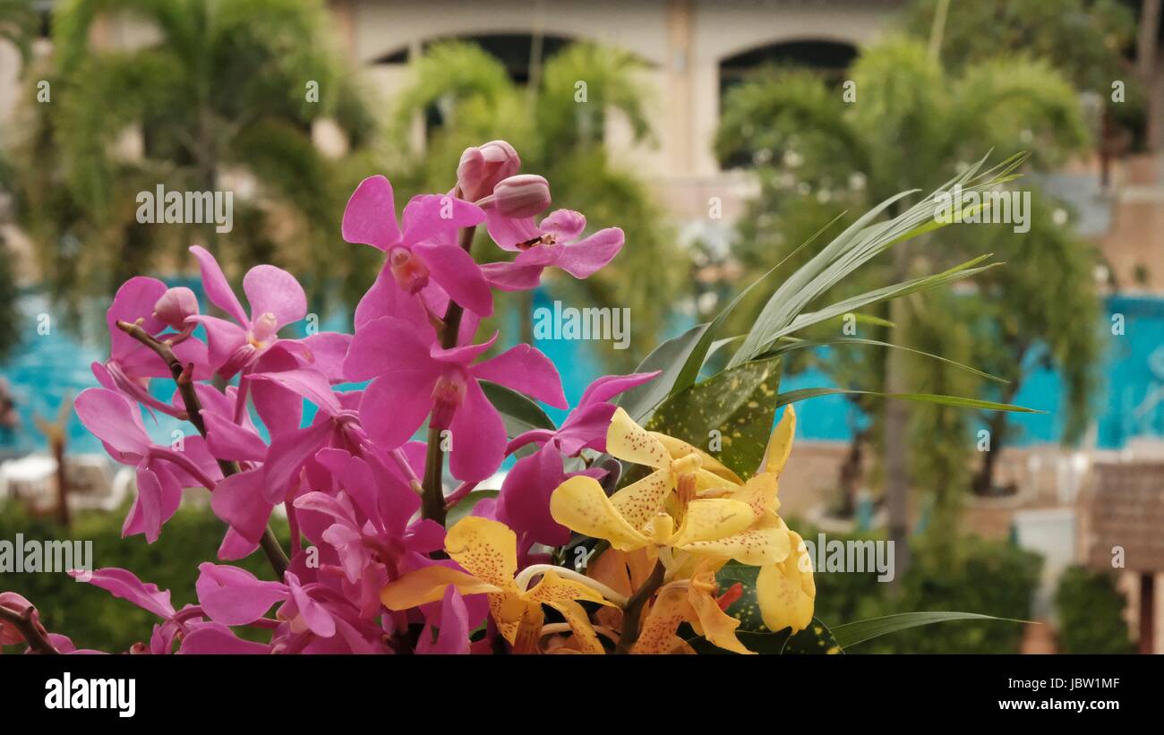 Enjoué et coucou bleu jaune fleurs d'orchidée dans un vase sur un rebord de fenêtre Banque D'Images