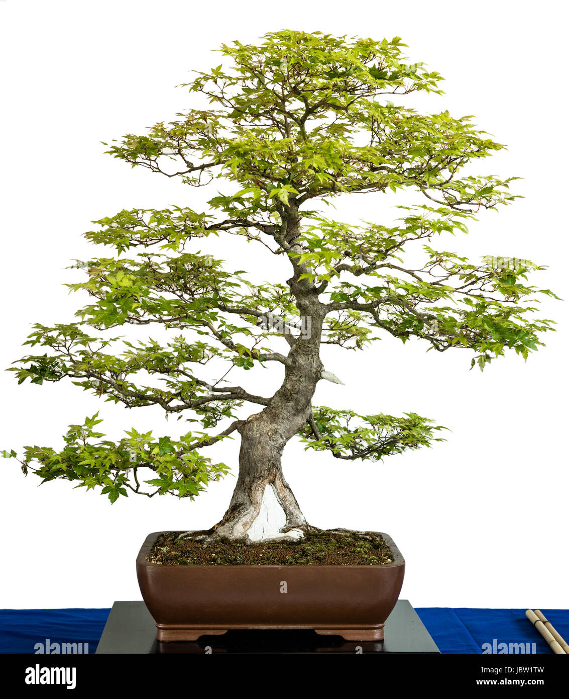 Grüner Fächahorn (Acer palmatum) als Bonsai Baum Photo Stock - Alamy