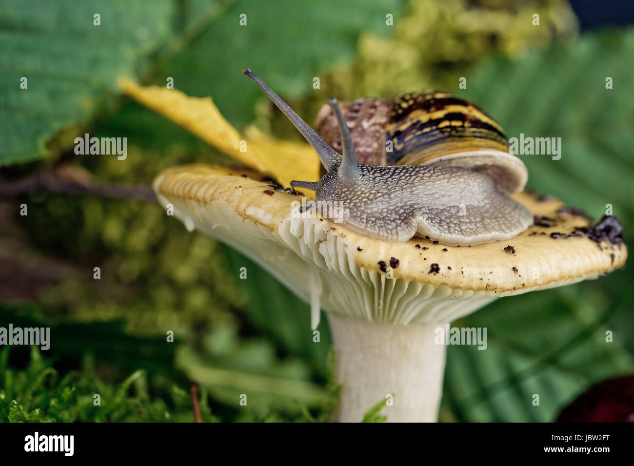 Herbstliches Bild mit Schnecke auf Waldpilz mit Moos und Blättern Banque D'Images