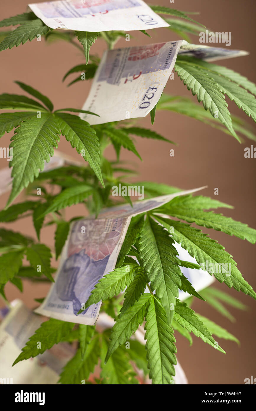 Concept d'affaires de cannabis. Plante de cannabis avec les billets en monnaie britannique. Banque D'Images