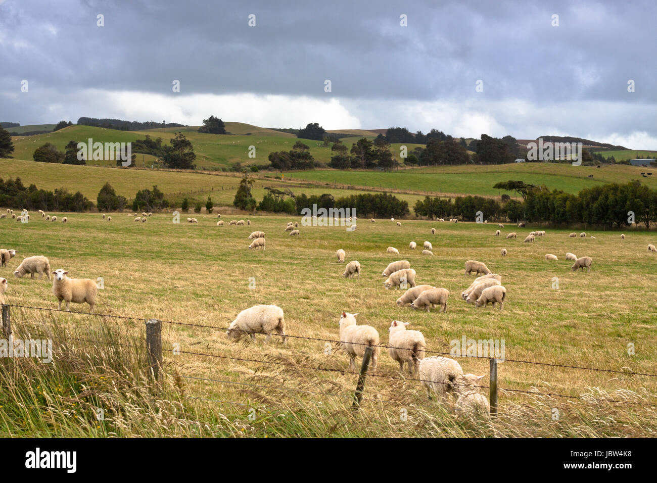 Troupeau de moutons et de prairie en Nouvelle-Zélande. Banque D'Images