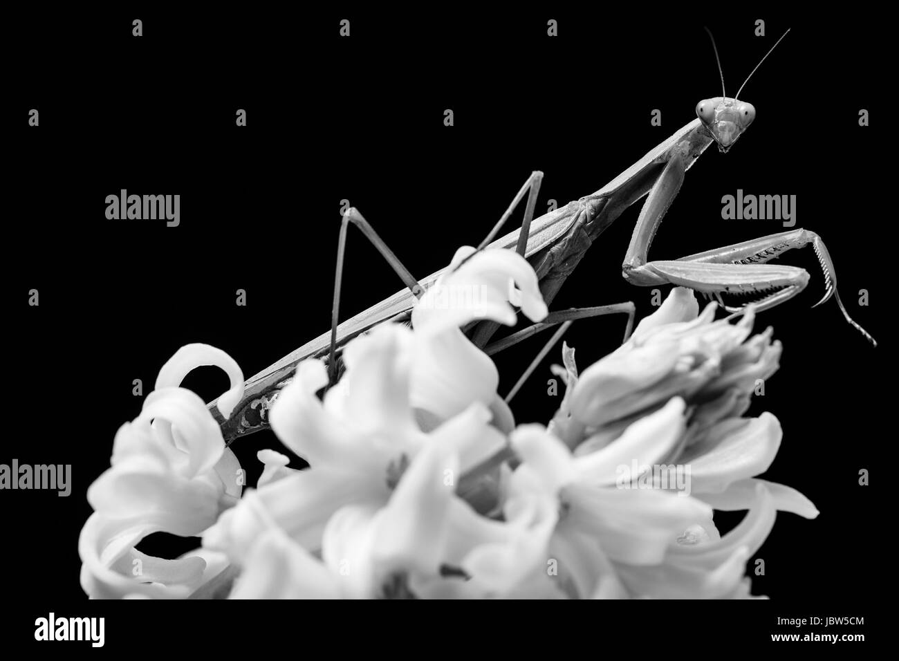 Les mantes religieuses - en noir et blanc, portraits d'animaux Banque D'Images