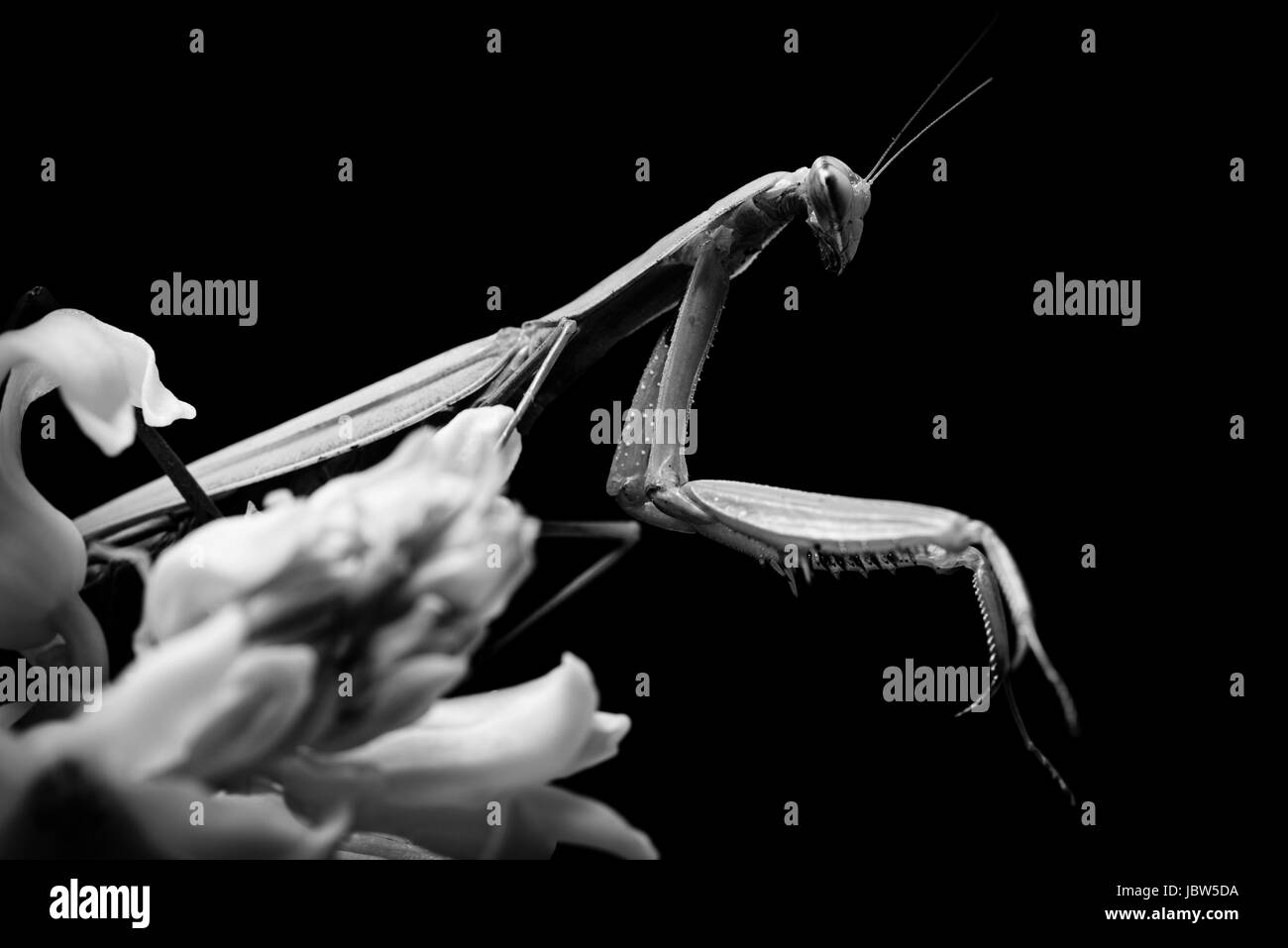 Les mantes religieuses - en noir et blanc, portraits d'animaux Banque D'Images