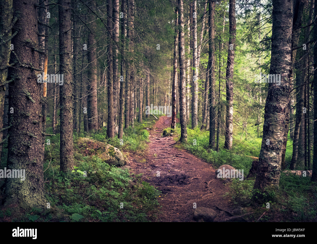 Paysage idyllique avec chemin et forêt vierge au matin d'été dans la région de Koli, Finlande Banque D'Images