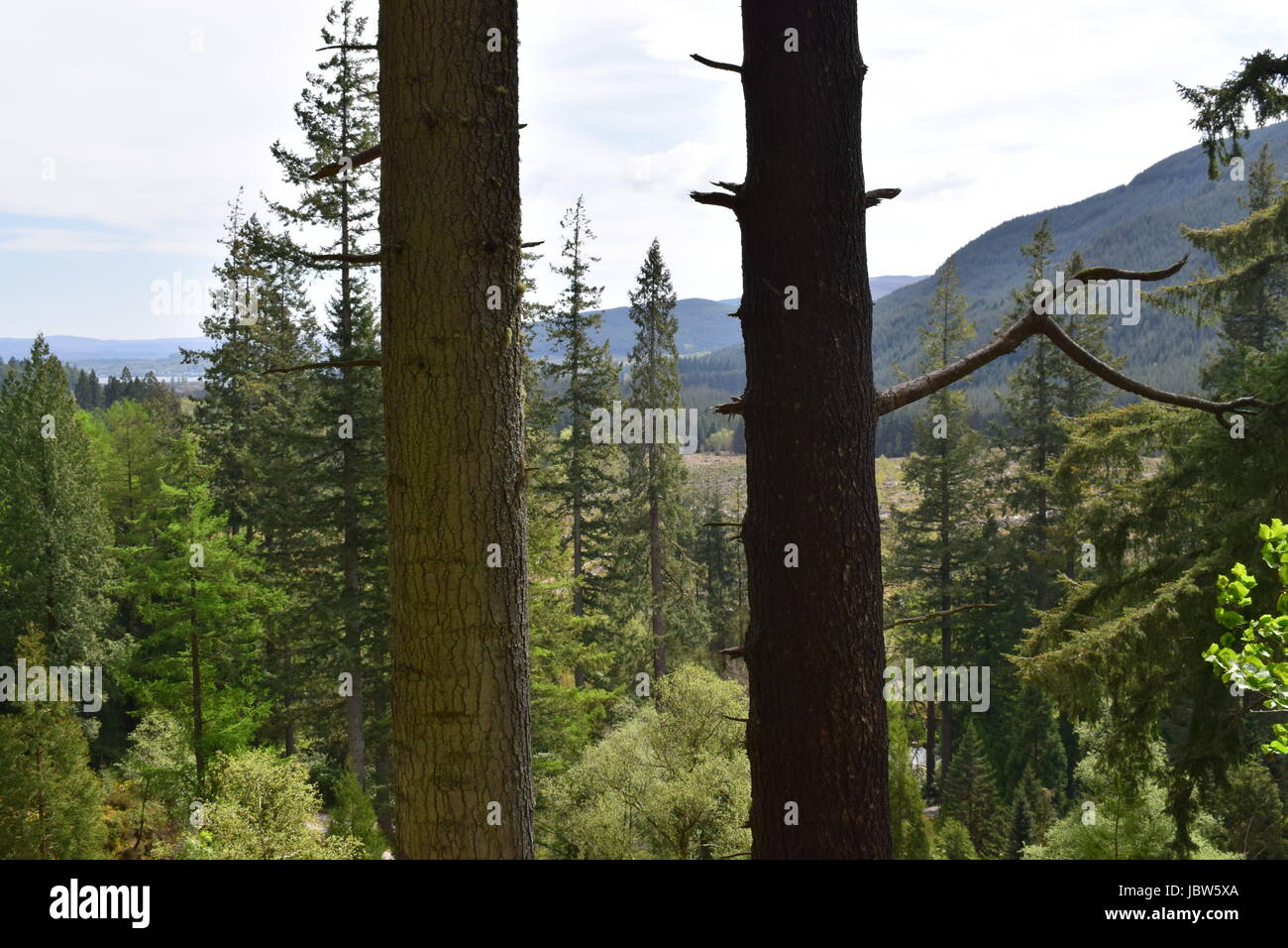 Vues de la forêt Banque D'Images