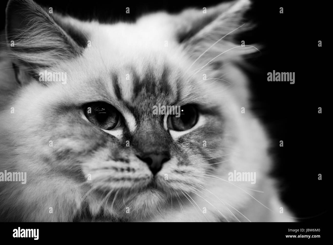 Cute cat birman - noir et blanc portraits animaux Banque D'Images