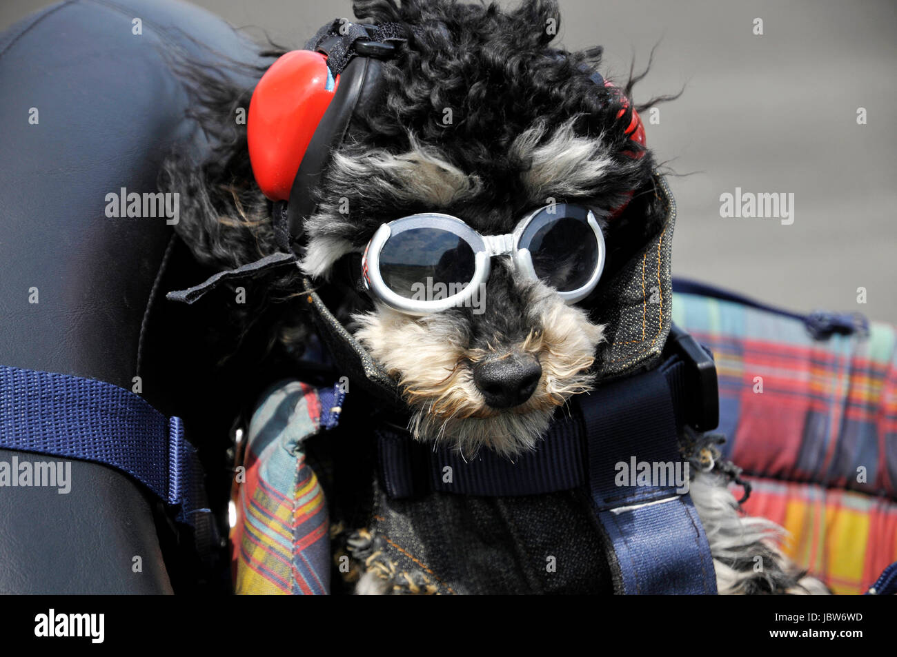 Moto poodle Banque D'Images