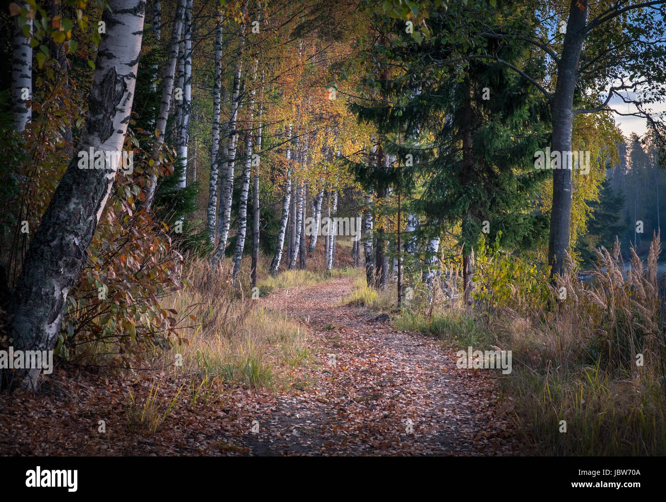 Paysage idyllique avec path au matin d'automne Banque D'Images