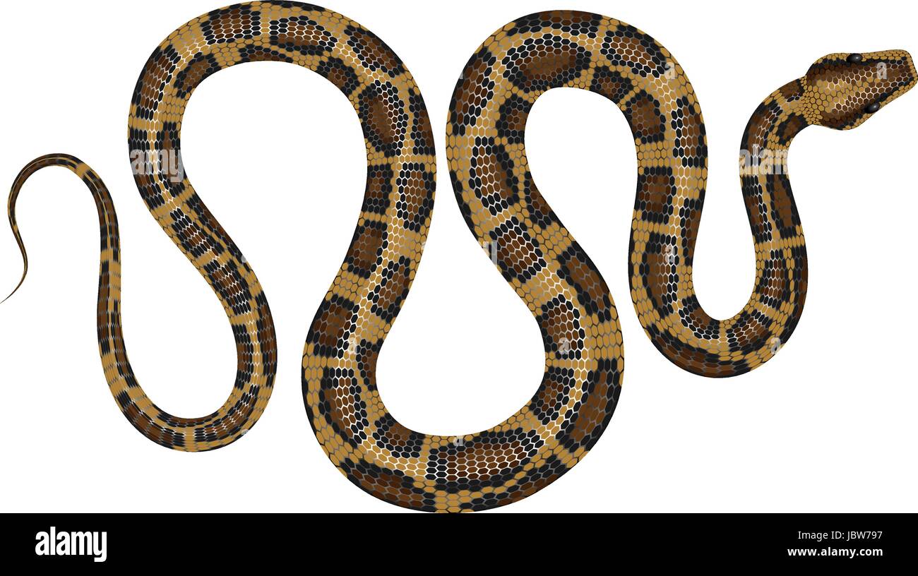 Illustration vecteur de Python. Serpent tropical isolé sur fond blanc. Illustration de Vecteur