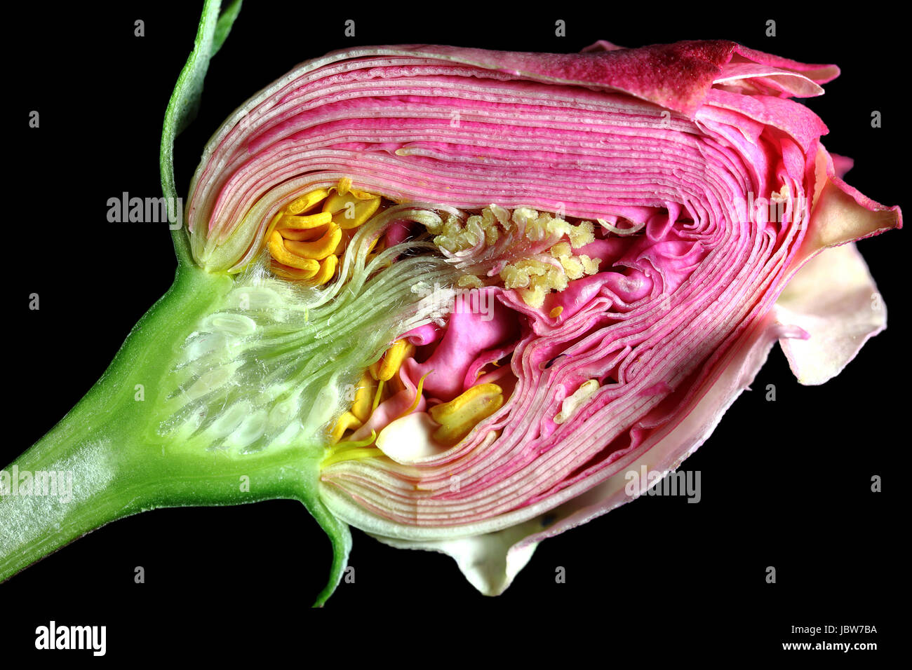 Section longitudinale d'un rosebud Banque D'Images