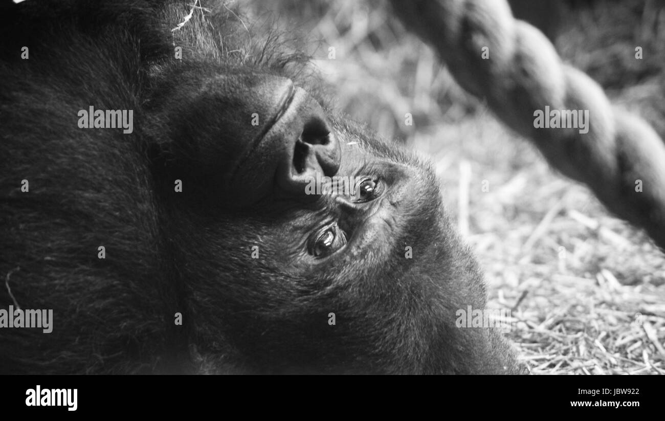 au repos Banque D'Images