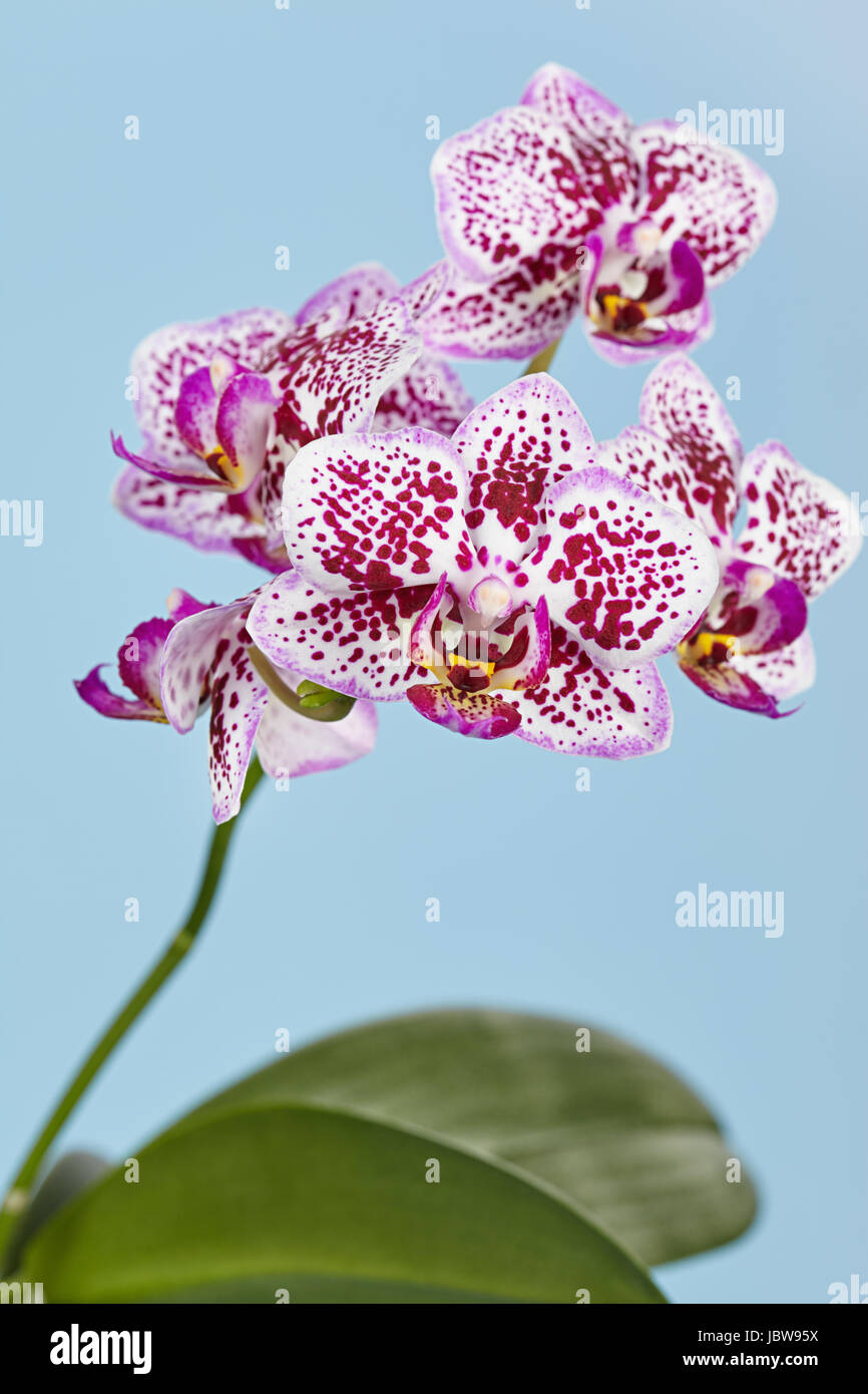 La succursale d'une orchidée bigarrée sur fond bleu Banque D'Images