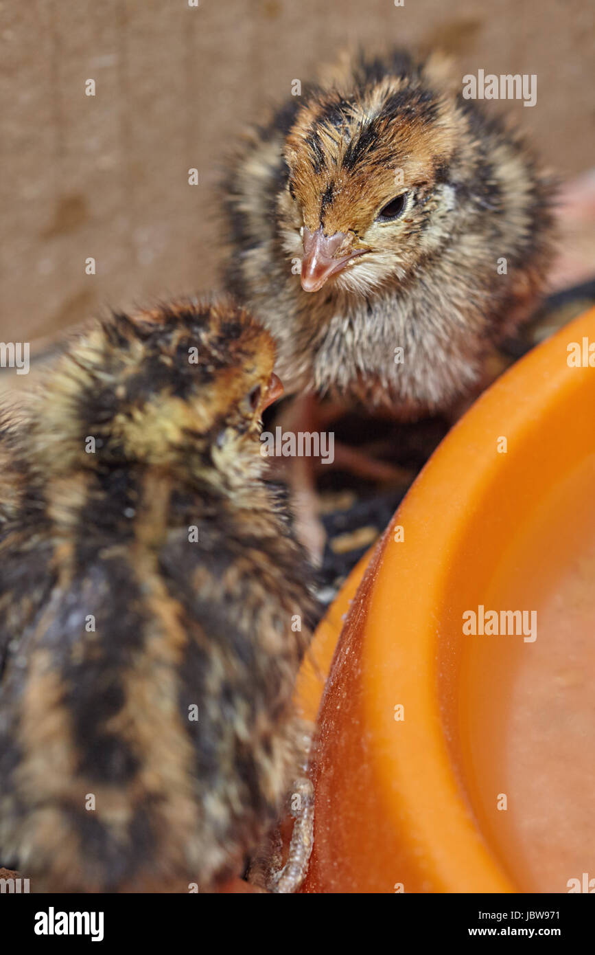 Oiseaux de bébé de deux jours de la caille japonaise Banque D'Images