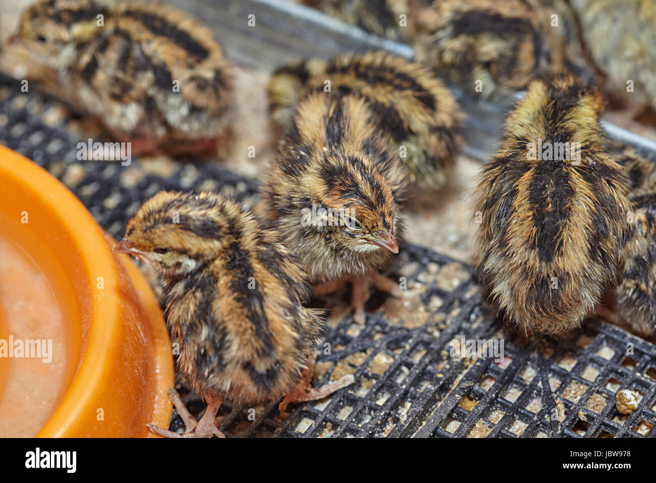 Oiseaux de bébé de deux jours de la caille japonaise Banque D'Images