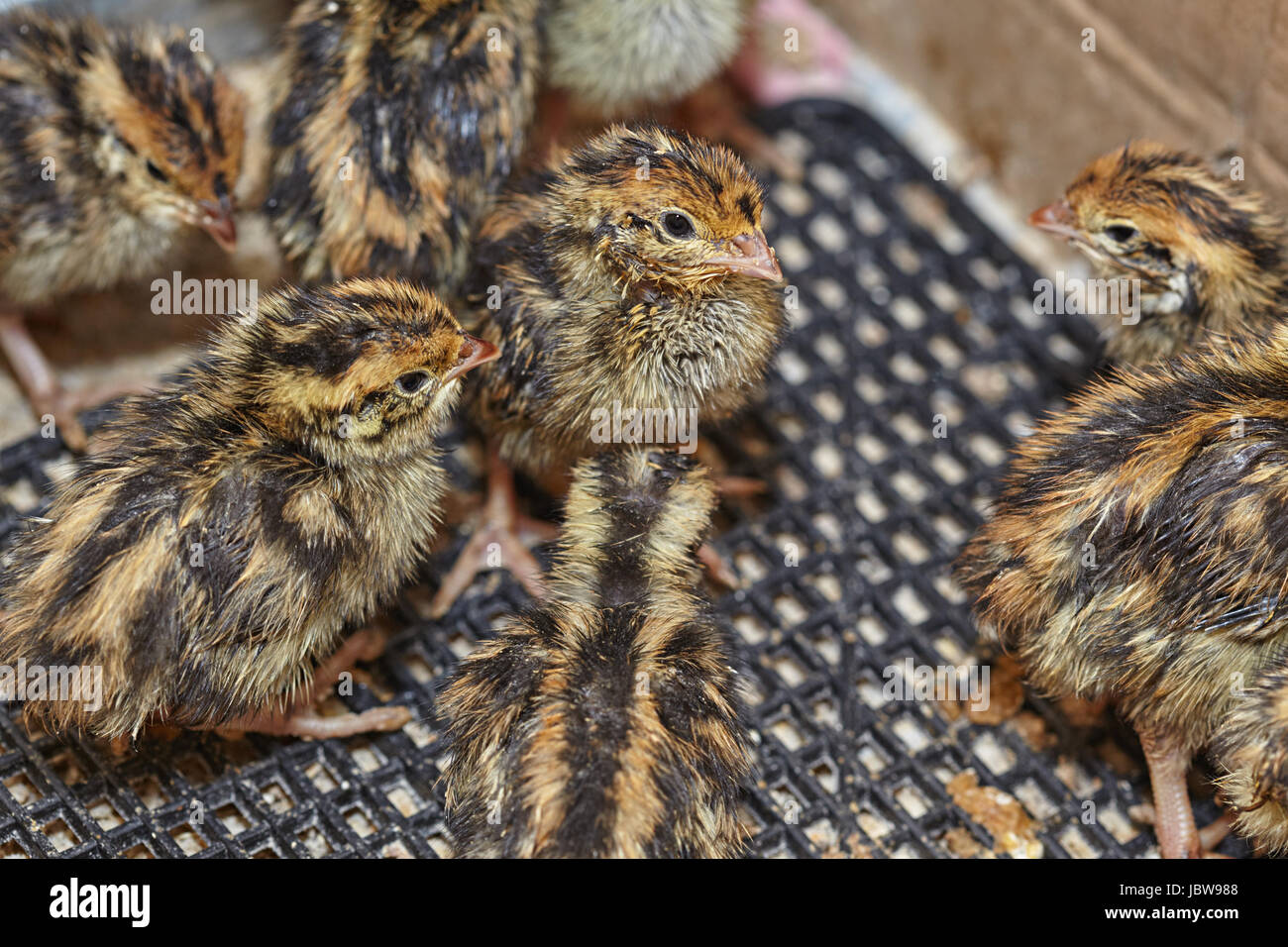 Oiseaux de bébé de deux jours de la caille japonaise Banque D'Images