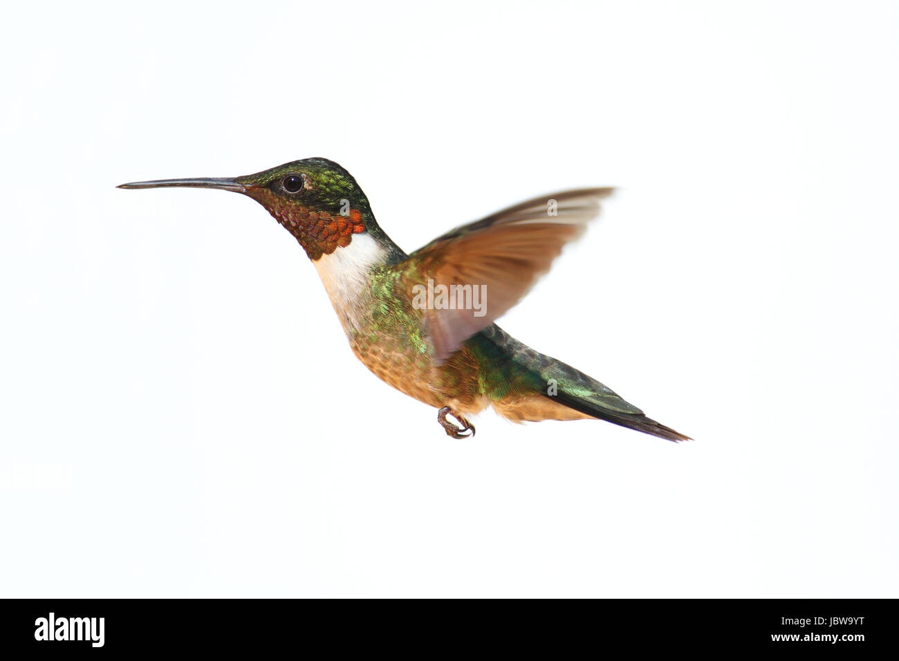 oiseau-colibri-sur-fond-blanc-banque-d-images-d-tour-es-alamy