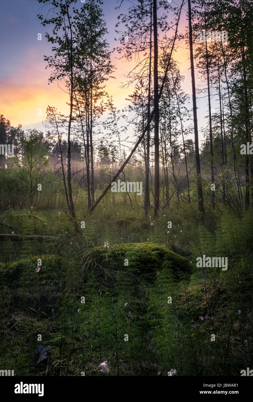 Paysage de marais et de coucher du soleil à nuit d'été en Finlande Banque D'Images