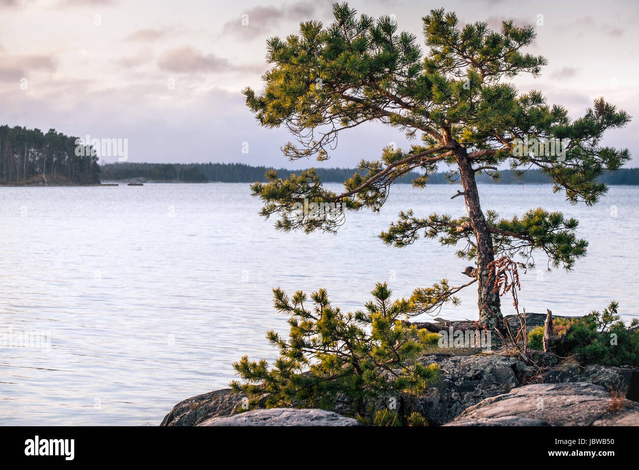 Paysage avec belle lumière du matin et de pins en Côte, Finlande Banque D'Images Paysage avec belle lumière du matin et de pins en Côte, Finlande Banque D'Images